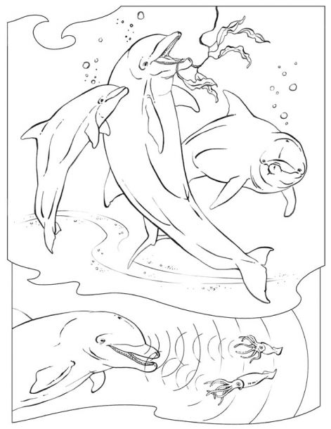 dauphins-a-colorier_gif.jpg